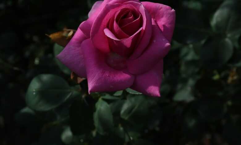 a pink rose is blooming in a garden