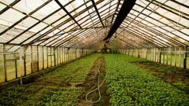 greenhouse interior