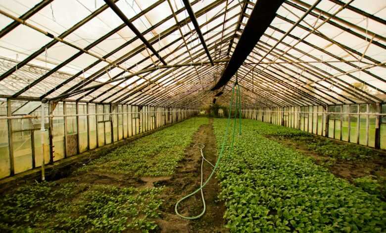 greenhouse interior