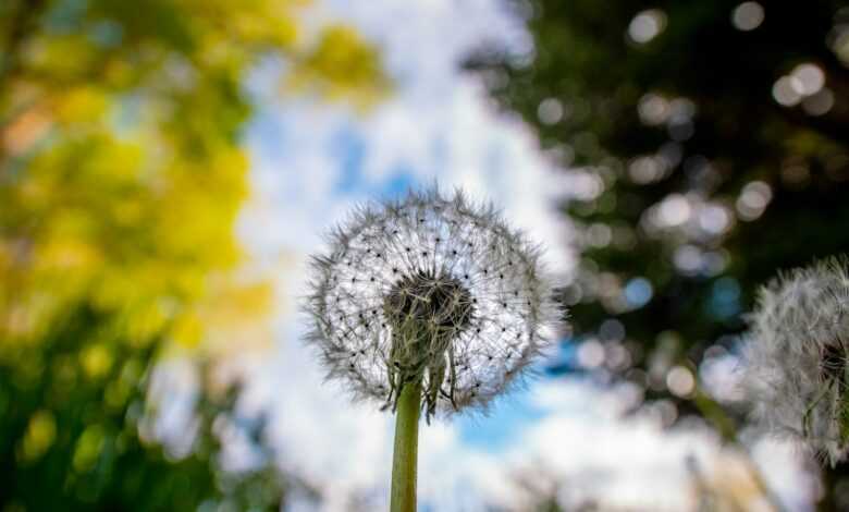 white dandelion in close up photography