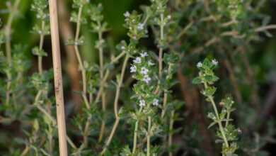 a close up of some plants