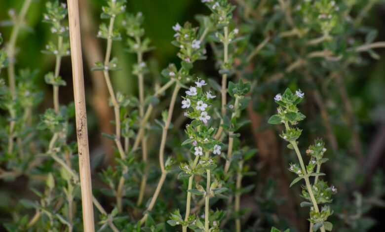 a close up of some plants