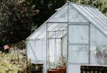 green trees and plants inside greenhouse