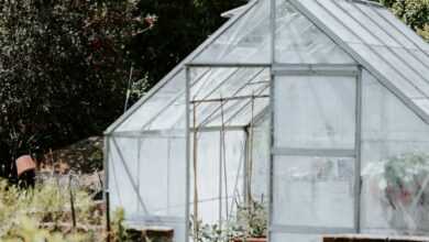 green trees and plants inside greenhouse