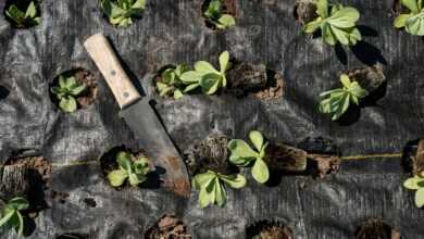 brown handled knife on green leaves