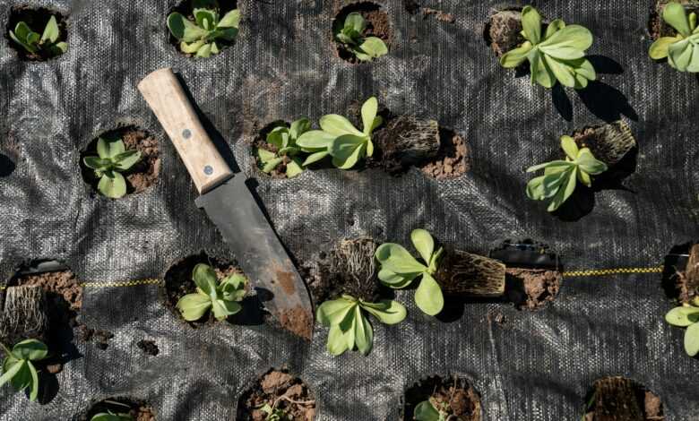 brown handled knife on green leaves