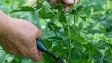 a person cutting a plant with a pair of scissors