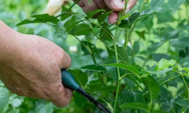 a person cutting a plant with a pair of scissors