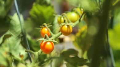 a close up of tomatoes growing on a plant