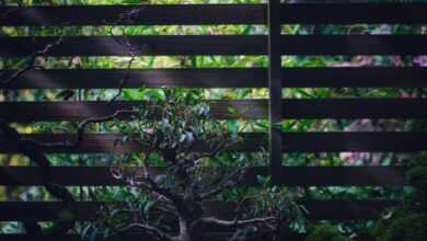 green plant beside brown wooden fence