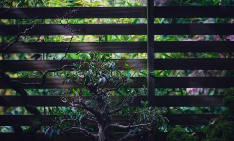 green plant beside brown wooden fence