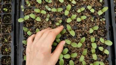 a hand holding a plant