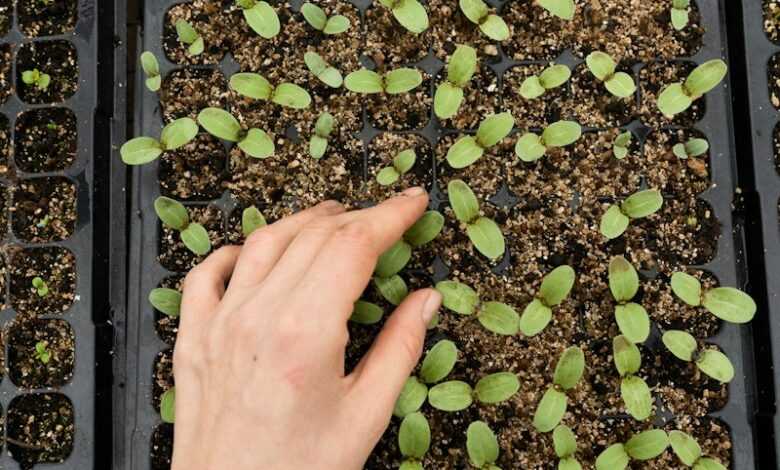 a hand holding a plant