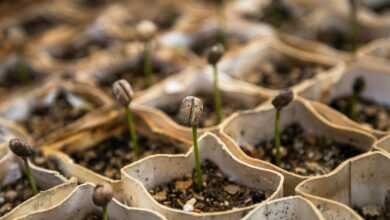 row of bean sprout