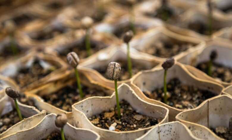 row of bean sprout