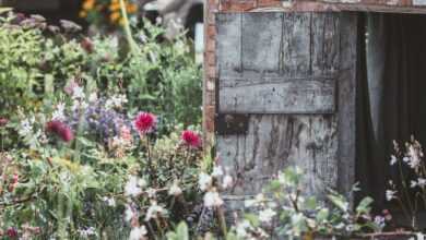 red petaled flowers beside grey wooden door