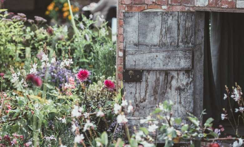 red petaled flowers beside grey wooden door