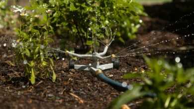 A sprinkler is spraying water on a plant