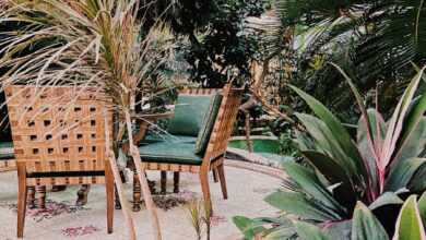 a couple of chairs sitting next to a lush green plant