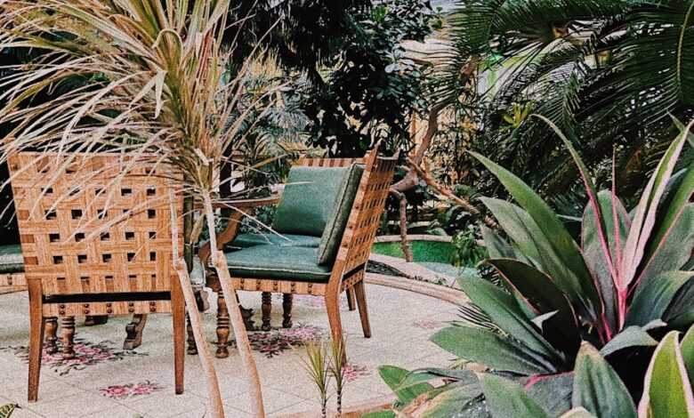 a couple of chairs sitting next to a lush green plant