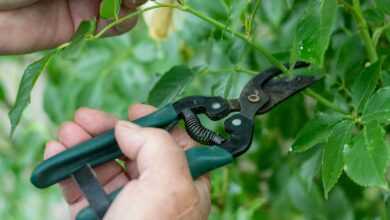 a person holding a pair of scissors in front of a plant