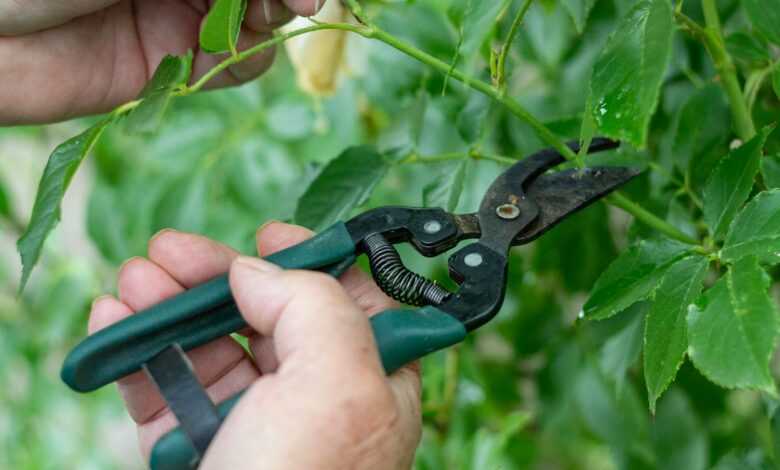 a person holding a pair of scissors in front of a plant