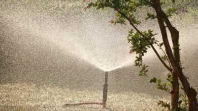 garden sprinkler beside tree