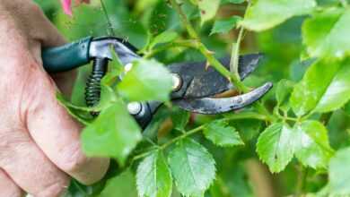 a man is trimming a tree with a pair of pliers