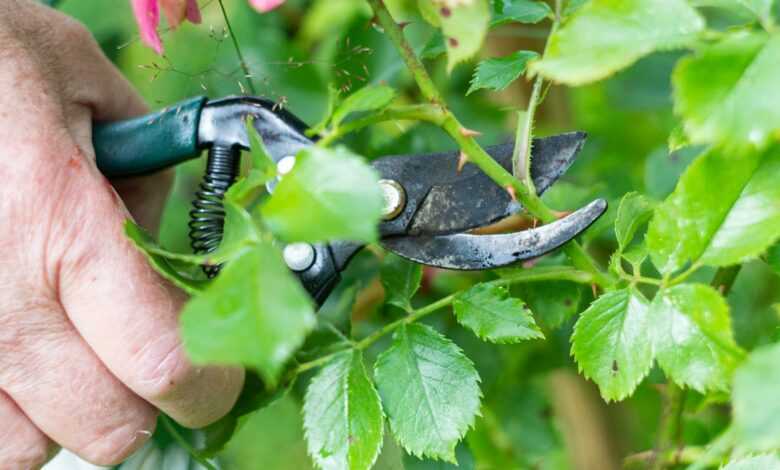 a man is trimming a tree with a pair of pliers