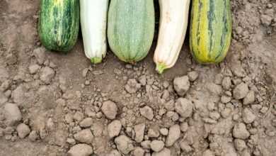 green cucumber on brown soil