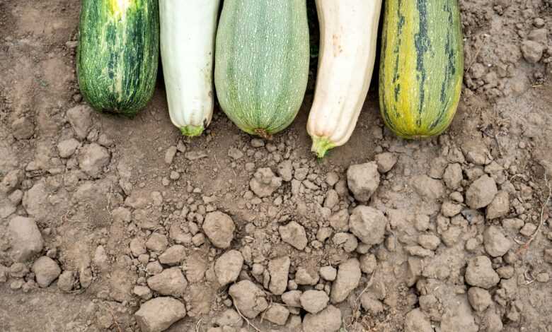 green cucumber on brown soil