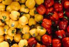 yellow and red bell peppers