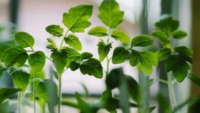 selected focus photo of green leaf plants