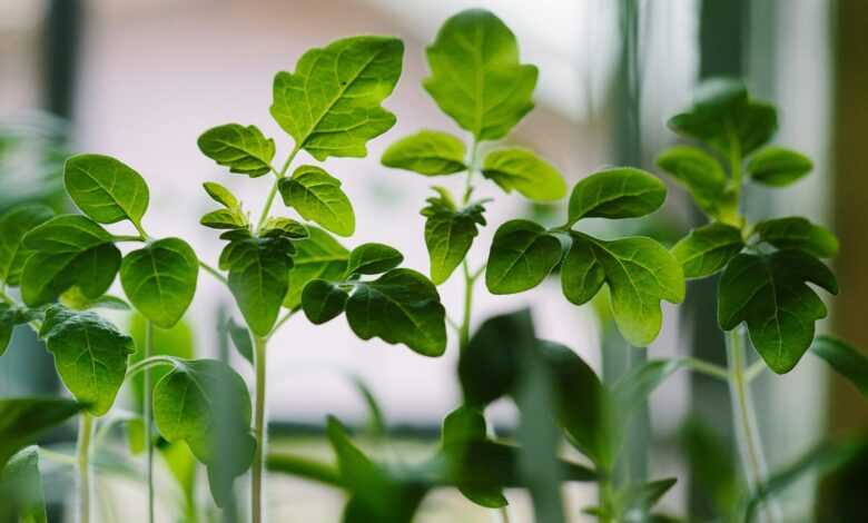 selected focus photo of green leaf plants