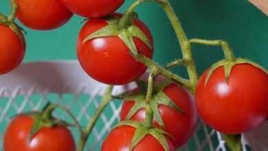 red tomato on white metal fence