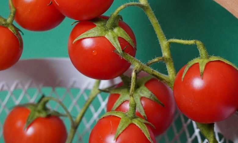 red tomato on white metal fence