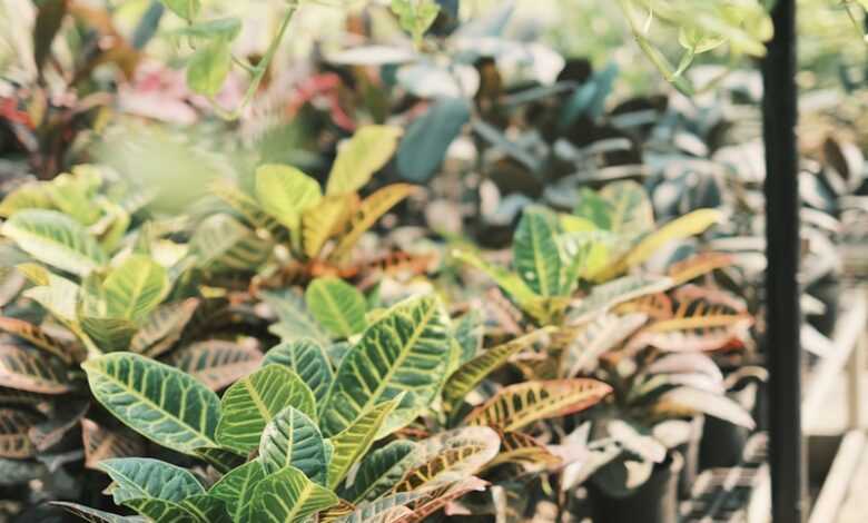 a bunch of plants that are on a shelf