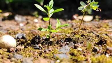 green plant on brown soil