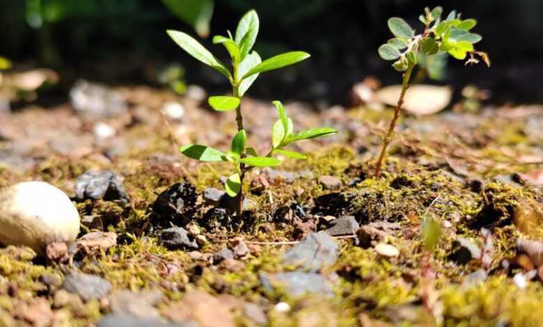 green plant on brown soil