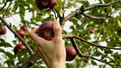 red apple fruit on persons hand