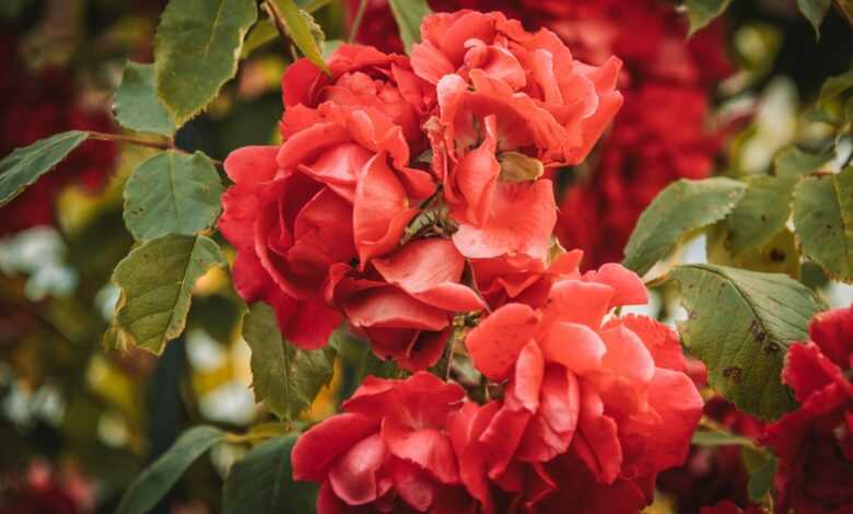 a bush of red flowers with green leaves