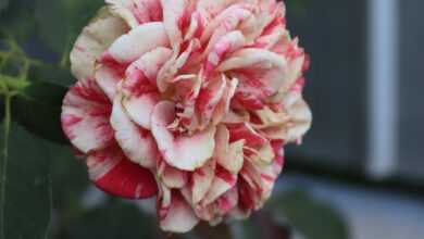 a pink and white flower with green leaves