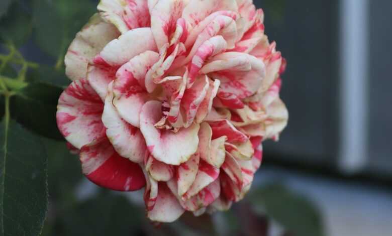 a pink and white flower with green leaves