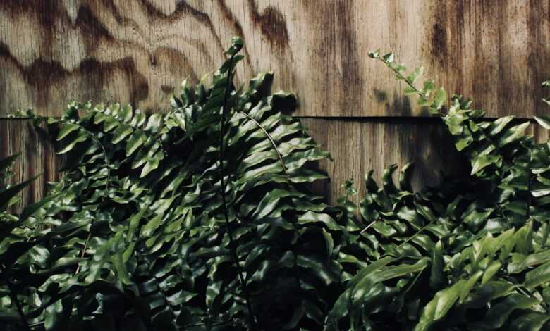 Boston fern leaf on wooden surface