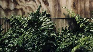 Boston fern leaf on wooden surface