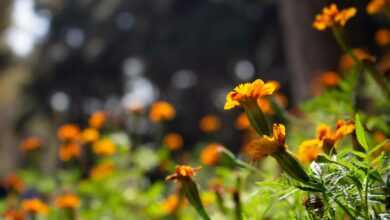 a field of orange flowers in the middle of the day