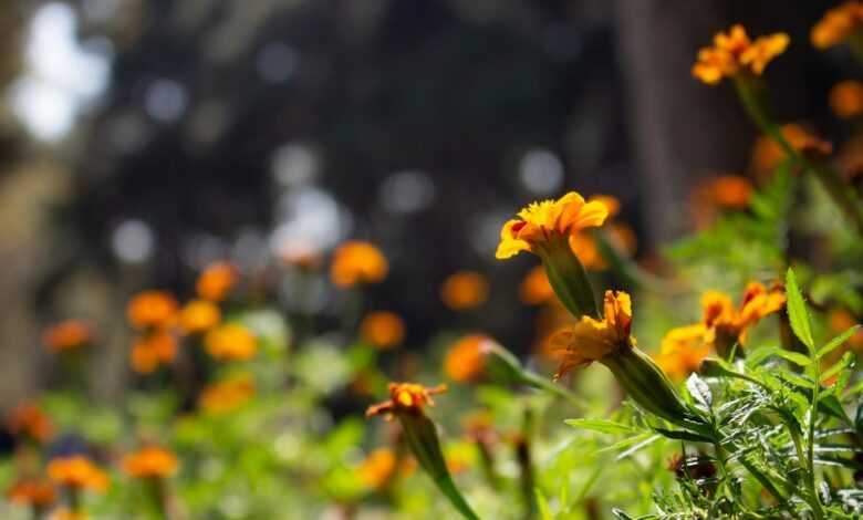 a field of orange flowers in the middle of the day