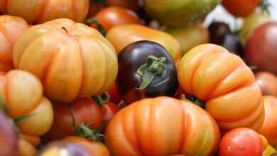 green and orange round fruits