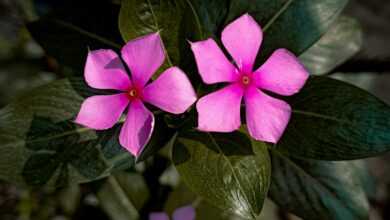 a pink flower with green leaves in the background