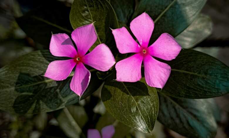 a pink flower with green leaves in the background